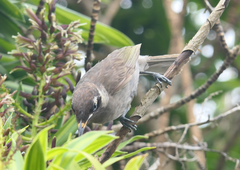 Bolemoreus frenatus
