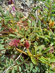 Indigofera capillaris