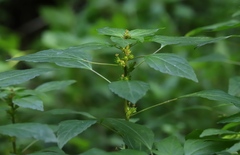 Acalypha virginica