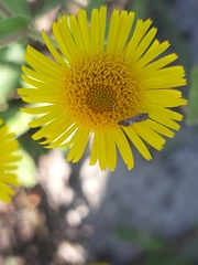 Pulicaria dysenterica