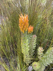 Mimetes pauciflorus