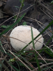 Lycoperdon