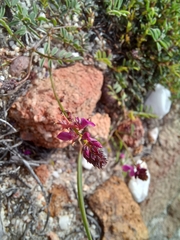 Indigofera capillaris