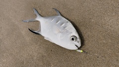 Trachinotus
