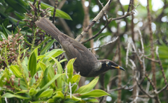 Bolemoreus frenatus