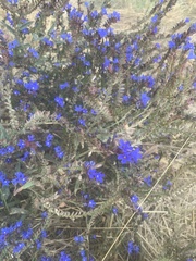 Anchusa