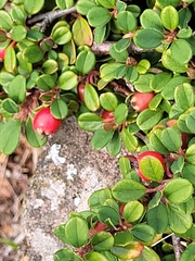 Cotoneaster microphyllus