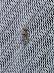 Ozodiceromyia notata