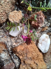 Indigofera capillaris
