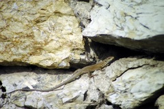 Podarcis siculus siculus