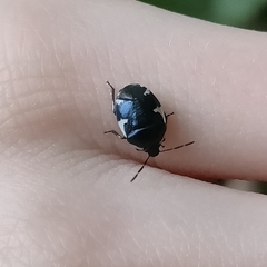 Tritomegas sexmaculatus