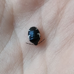 Tritomegas sexmaculatus