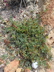 Indigofera capillaris