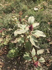 Amaranthus cruentus