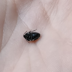 Tritomegas sexmaculatus