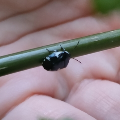 Tritomegas sexmaculatus
