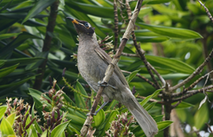 Bolemoreus frenatus
