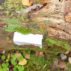 Herzogiella seligeri