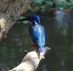 Alcedo semitorquata