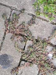 Euphorbia thymifolia