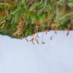 Herzogiella seligeri