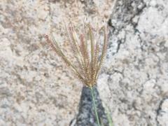 Chloris barbata