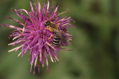 Halictus sexcinctus