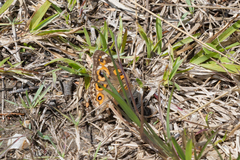 Junonia villida