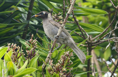 Bolemoreus frenatus