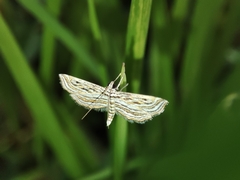 Parapoynx fluctuosalis