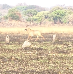 Hippotragus equinus equinus