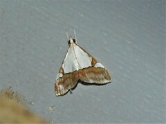 Viettessa margaritalis
