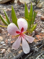 Pelargonium lanceolatum