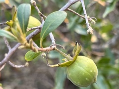 Diospyros dichrophylla