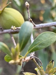 Diospyros dichrophylla