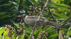 Bolemoreus frenatus