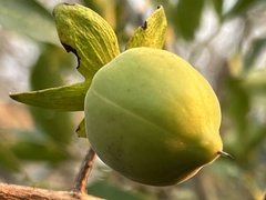 Diospyros dichrophylla