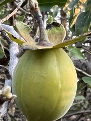 Diospyros dichrophylla