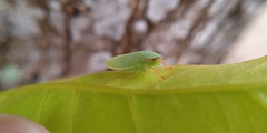 Krisnini