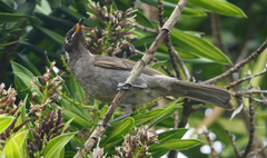 Bolemoreus frenatus