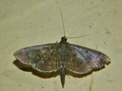 Spilomelinae