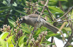 Bolemoreus frenatus