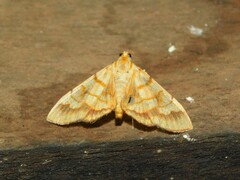 Cryptosara caritalis