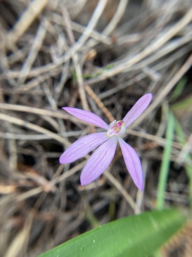 Caladenia coactilis