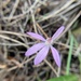 Caladenia coactilis - Photo (c) bonniefn, algunos derechos reservados (CC BY-NC), subido por bonniefn