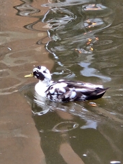 Anas platyrhynchos domesticus