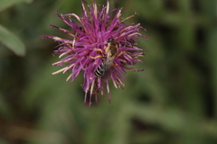 Halictus sexcinctus