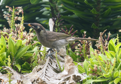 Bolemoreus frenatus
