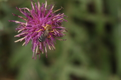 Halictus sexcinctus