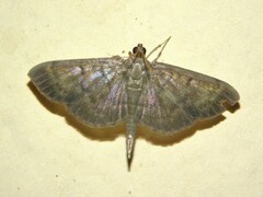 Spilomelinae
